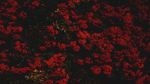 berries, red, bright Wallpaper 3840x2160