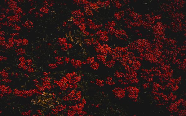 berries, red, bright Wallpaper 2560x1600