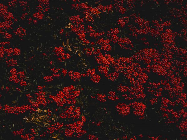 berries, red, bright Wallpaper 800x600