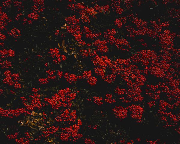 berries, red, bright Wallpaper 1280x1024