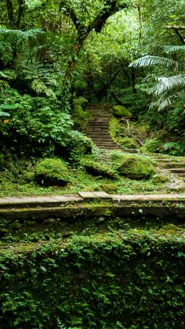 rainforest, green Wallpaper 640x1136