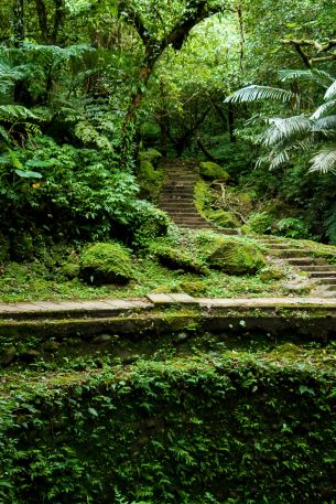 rainforest, green Wallpaper 640x960