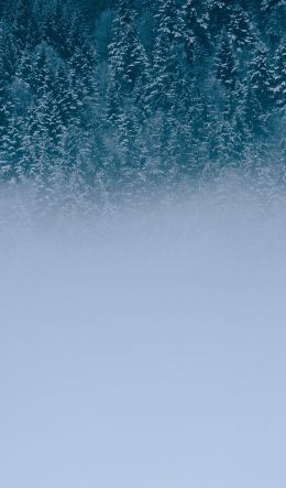 winter forest, cloudy Wallpaper 600x1024