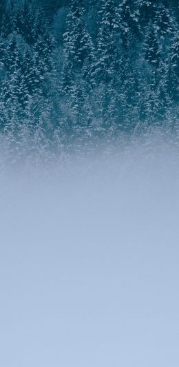 winter forest, cloudy Wallpaper 1080x2220