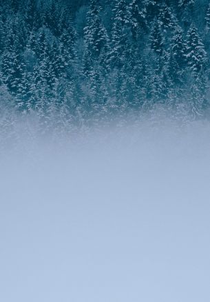 winter forest, cloudy Wallpaper 1640x2360