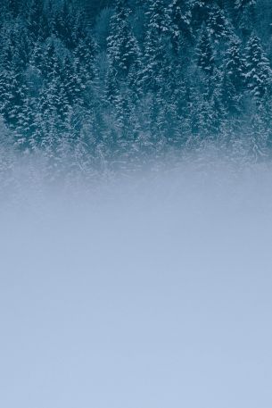winter forest, cloudy Wallpaper 640x960