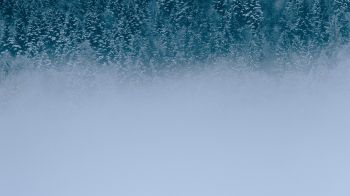 winter forest, cloudy Wallpaper 2560x1440