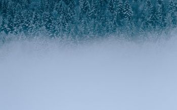 winter forest, cloudy Wallpaper 2560x1600