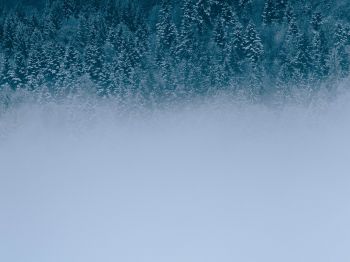 winter forest, cloudy Wallpaper 800x600