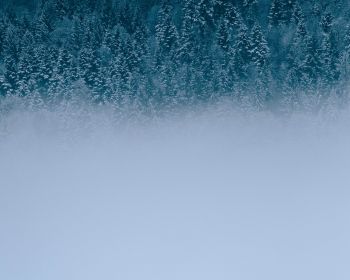 winter forest, cloudy Wallpaper 1280x1024