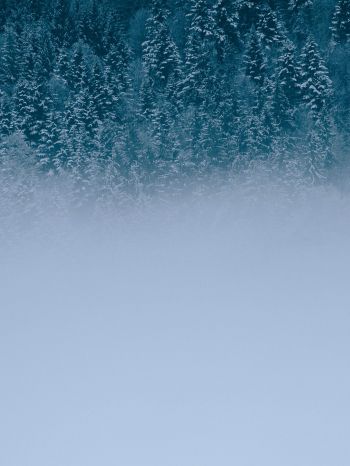 winter forest, cloudy Wallpaper 1620x2160