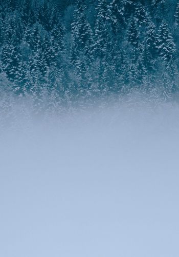 winter forest, cloudy Wallpaper 1668x2388