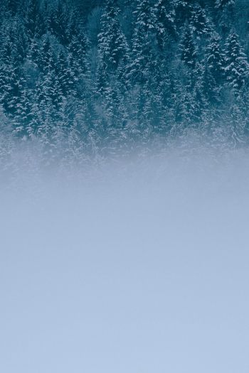 winter forest, cloudy Wallpaper 640x960