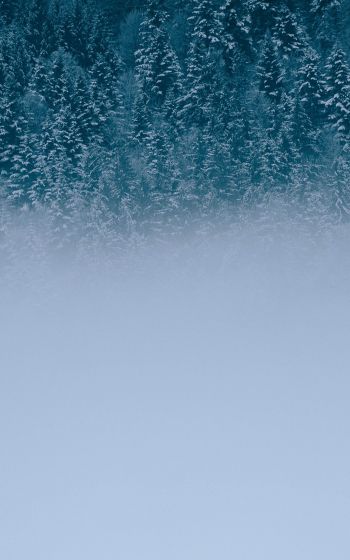 winter forest, cloudy Wallpaper 800x1280