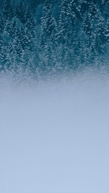 winter forest, cloudy Wallpaper 640x1136