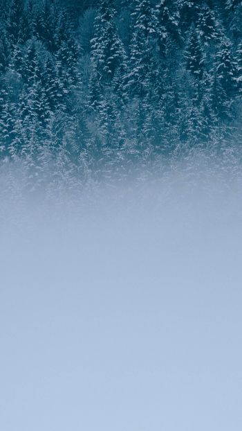 winter forest, cloudy Wallpaper 720x1280