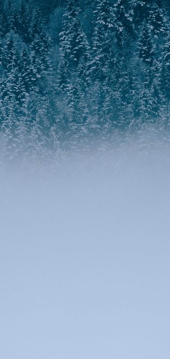 winter forest, cloudy Wallpaper 1080x2280