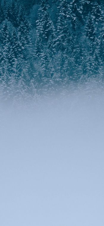 winter forest, cloudy Wallpaper 1125x2436