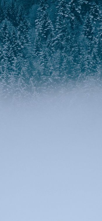 winter forest, cloudy Wallpaper 1080x2340