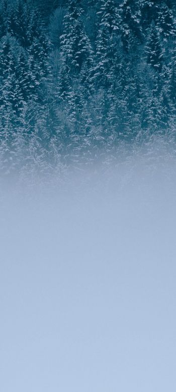 winter forest, cloudy Wallpaper 1080x2400
