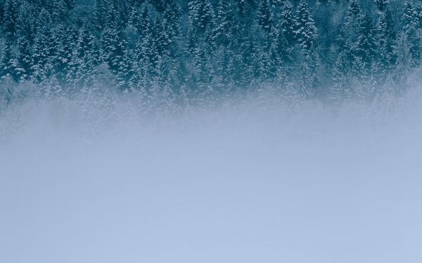 winter forest, cloudy Wallpaper 2560x1600