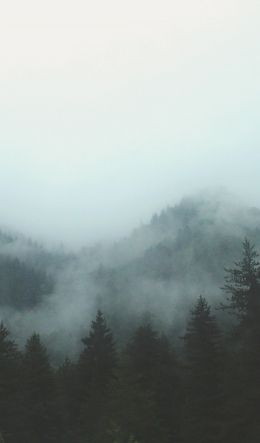 forest, cloudy, dark Wallpaper 600x1024