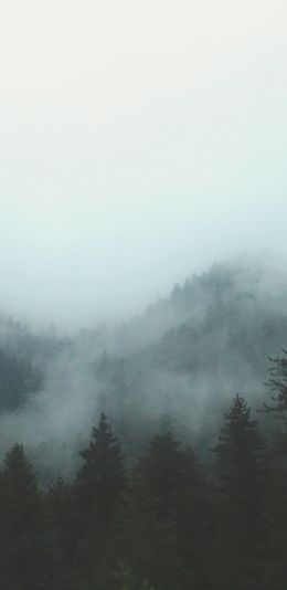 forest, cloudy, dark Wallpaper 1080x2220