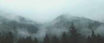 forest, cloudy, dark Wallpaper 2560x1080