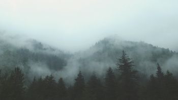forest, cloudy, dark Wallpaper 1280x720