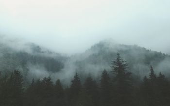 forest, cloudy, dark Wallpaper 2560x1600