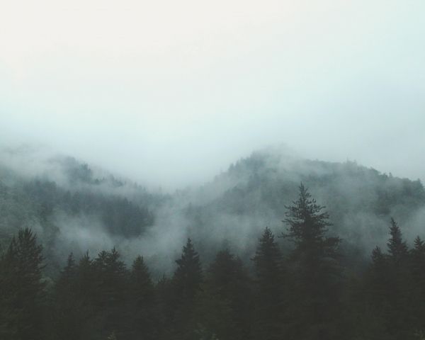 forest, cloudy, dark Wallpaper 1280x1024