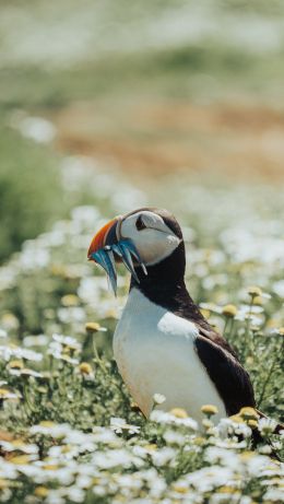 dead end, seabird Wallpaper 640x1136