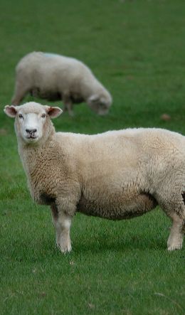 sheep, wool, farm Wallpaper 600x1024