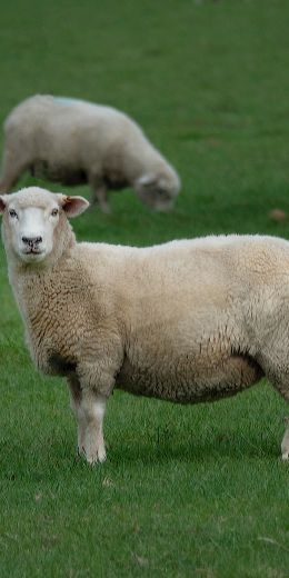 Обои 720x1440 овца, шерсть, ферма
