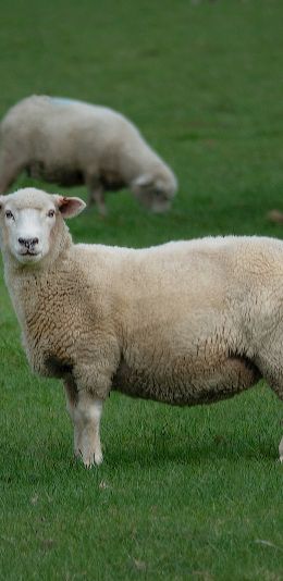 sheep, wool, farm Wallpaper 1080x2220