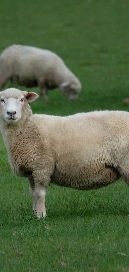 sheep, wool, farm Wallpaper 1080x2280