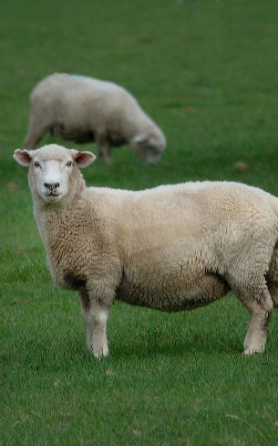 Обои 800x1280 овца, шерсть, ферма