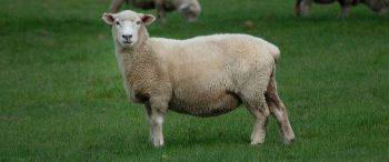 Обои 3440x1440 овца, шерсть, ферма