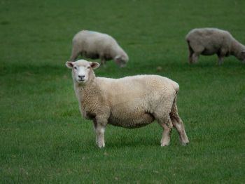 sheep, wool, farm Wallpaper 1024x768