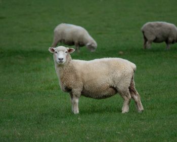 sheep, wool, farm Wallpaper 1280x1024