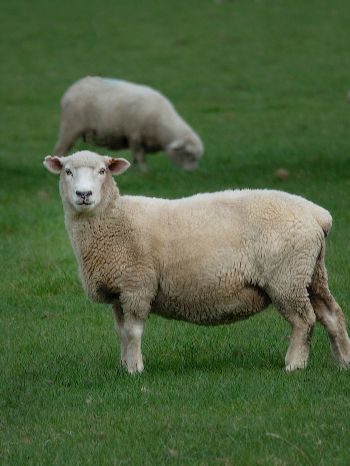 Обои 1620x2160 овца, шерсть, ферма