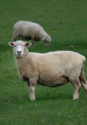 Обои 1668x2388 овца, шерсть, ферма