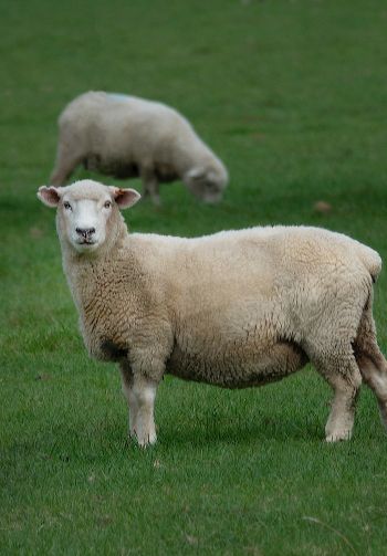sheep, wool, farm Wallpaper 1640x2360