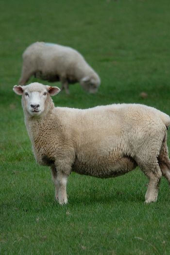 sheep, wool, farm Wallpaper 640x960