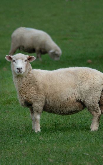 Обои 1752x2800 овца, шерсть, ферма