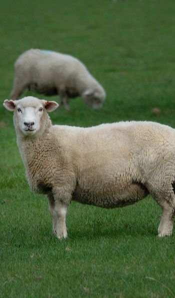 Обои 600x1024 овца, шерсть, ферма