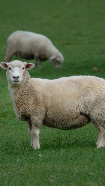 Обои 640x1136 овца, шерсть, ферма