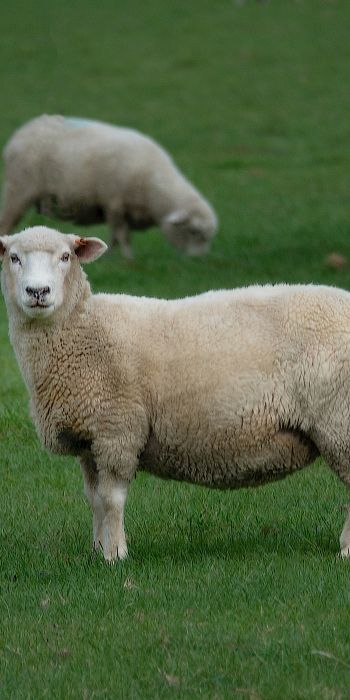 sheep, wool, farm Wallpaper 720x1440