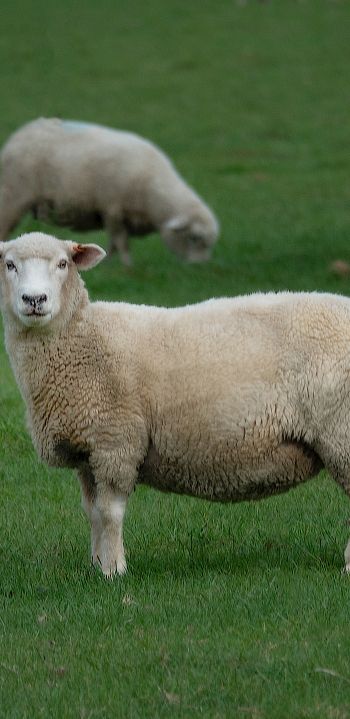 Обои 1080x2220 овца, шерсть, ферма