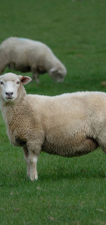 Обои 1080x2280 овца, шерсть, ферма
